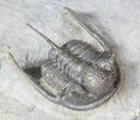 Spiny Cyphaspis Trilobite #62721-2